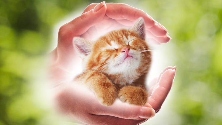 Reiki for Cats - Animal & Pet Healing using Reiki Energy